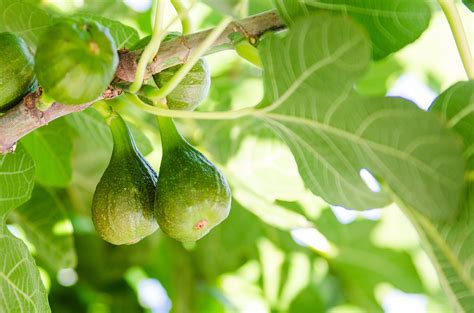 開花無花果花|イチジク(無花果)とは？花の特徴・花言葉・育て方・手入れ方法。